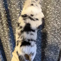 Maddox, a male Miniature Australian Shepherd for sale in Bolivar, MO – Photo 5 of 5