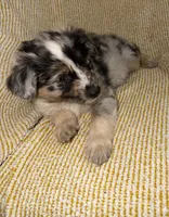 Maddox, a male Miniature Australian Shepherd for sale in Bolivar, MO – Photo 2 of 5