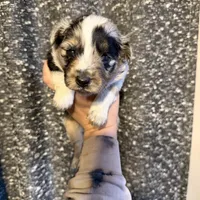 Maddox, a male Miniature Australian Shepherd for sale in Bolivar, MO – Photo 4 of 5