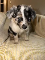 Maddox, a male Miniature Australian Shepherd for sale in Bolivar, MO – Photo 3 of 5