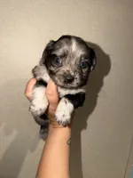Diamond, a female Miniature Australian Shepherd for sale in Bolivar, MO – 3 of 4