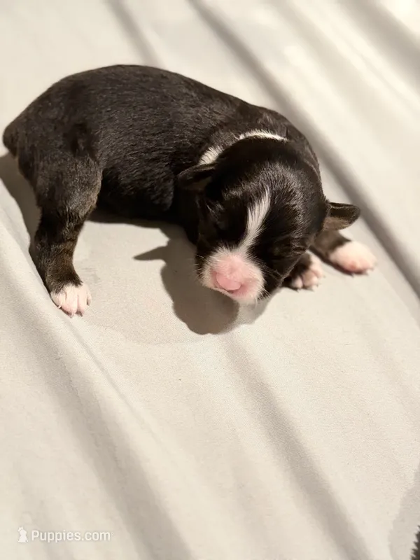 Donkey – Miniature Australian Shepherd puppy for sale in Bolivar, MO