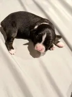 Donkey, a male Miniature Australian Shepherd for sale in Bolivar, MO – 1 of 3