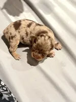 Rosey, a female Miniature Australian Shepherd for sale in Bolivar, MO – 2 of 2