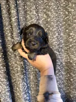 Lizzy, a female Miniature Australian Shepherd for sale in Bolivar, MO – Photo 1 of 2