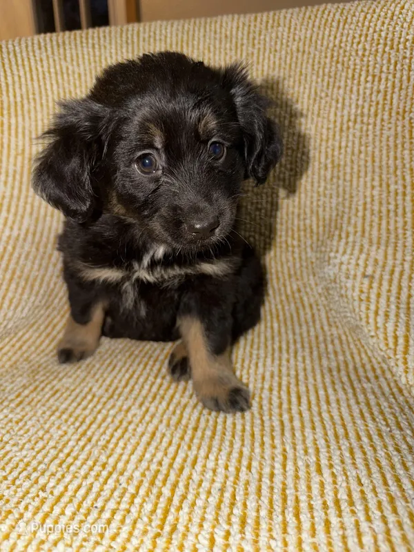 Lizzy – Miniature Australian Shepherd puppy for sale in Bolivar, MO