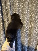 Lizzy, a female Miniature Australian Shepherd for sale in Bolivar, MO – Photo 2 of 2