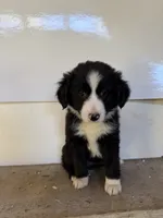 Pearl, a female Miniature Australian Shepherd for sale in Bolivar, MO – 3 of 3