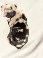 Glitter, a female Miniature Australian Shepherd for sale in Bolivar, MO – 3 of 3