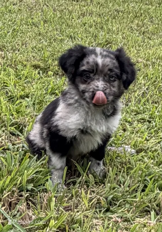 Diamond – Miniature Australian Shepherd puppy for sale in Bolivar, MO