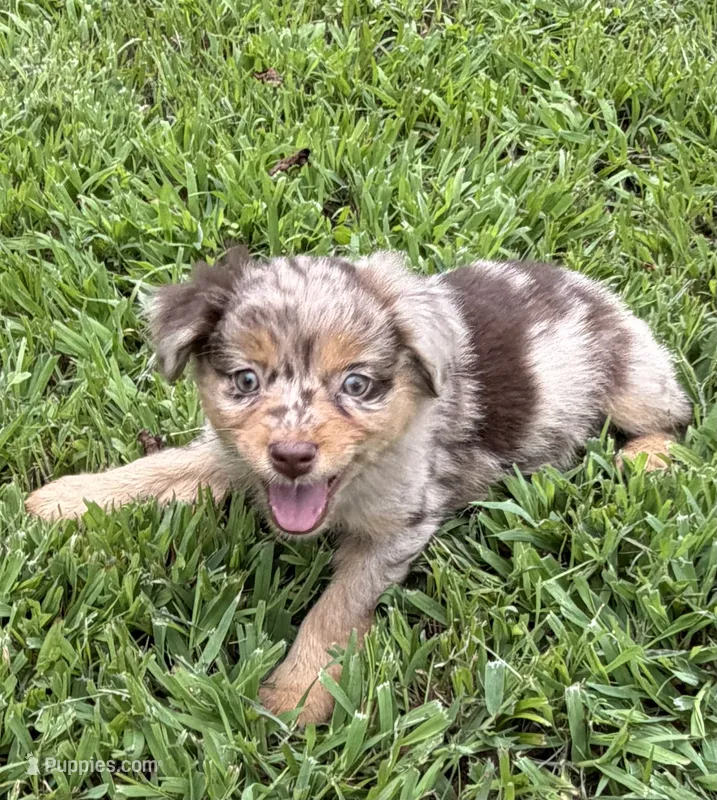 Rosey – Miniature Australian Shepherd puppy for sale in Bolivar, MO