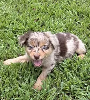 Rosey, a female Miniature Australian Shepherd for sale in Bolivar, MO – 1 of 3
