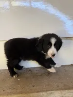 Pearl, a female Miniature Australian Shepherd for sale in Bolivar, MO – 2 of 3