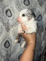 Mabel, a female Miniature Australian Shepherd for sale in Bolivar, MO – 3 of 3