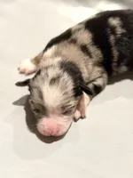 Glitter, a female Miniature Australian Shepherd for sale in Bolivar, MO – 2 of 3