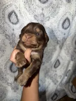 Ethel, a female Miniature Australian Shepherd for sale in Bolivar, MO – 2 of 2