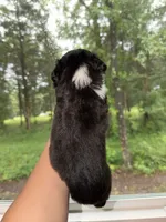 Donkey, a male Miniature Australian Shepherd for sale in Bolivar, MO – 4 of 5