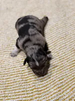 Diamond, a female Miniature Australian Shepherd for sale in Bolivar, MO – 2 of 3