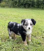 Glitter, a female Miniature Australian Shepherd for sale in Bolivar, MO – 2 of 3