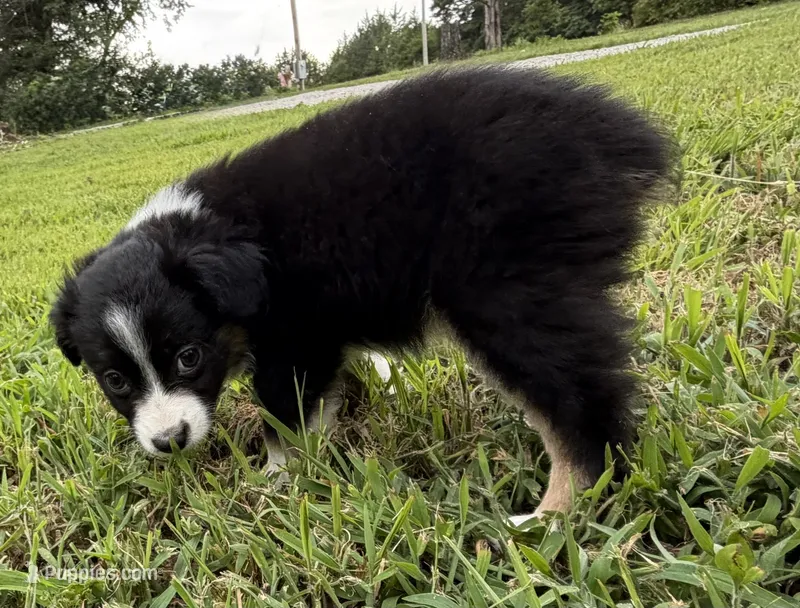Sparkles – Miniature Australian Shepherd puppy for sale in Bolivar, MO