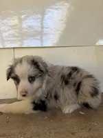 Mabel, a female Miniature Australian Shepherd for sale in Bolivar, MO – 2 of 2