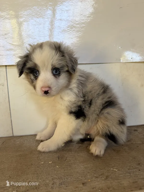 Mabel – Miniature Australian Shepherd puppy for sale in Bolivar, MO