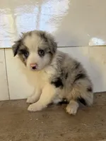 Mabel, a female Miniature Australian Shepherd for sale in Bolivar, MO – 1 of 2