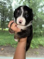 Donkey, a male Miniature Australian Shepherd for sale in Bolivar, MO – 5 of 5