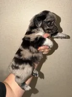 Diamond, a female Miniature Australian Shepherd for sale in Bolivar, MO – 4 of 4