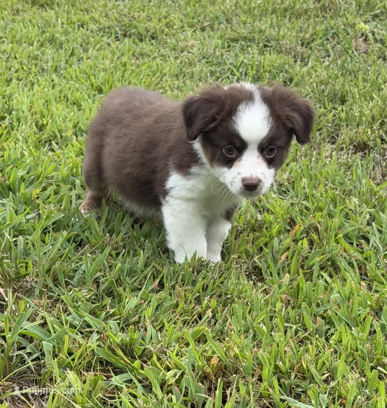 Lady – Miniature Australian Shepherd puppy for sale in Bolivar, MO
