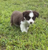 Lady, a female Miniature Australian Shepherd for sale in Bolivar, MO – 1 of 2