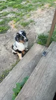 Maddox, a male Miniature Australian Shepherd for sale in Bolivar, MO – 1 of 6