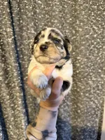 Blue, a male Miniature Australian Shepherd for sale in Bolivar, MO – Photo 1 of 2