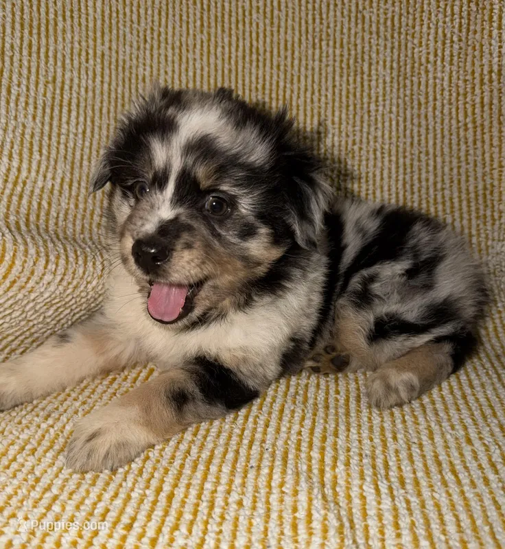 Blue – Miniature Australian Shepherd puppy for sale in Bolivar, MO