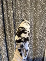 Blue, a male Miniature Australian Shepherd for sale in Bolivar, MO – Photo 2 of 2