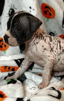 Franklin Intermediate , a male Xoloitzcuintli for sale in Oklahoma City, OK – 10 of 10