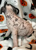 Franklin Intermediate , a male Xoloitzcuintli for sale in Oklahoma City, OK – 3 of 10