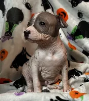 Edgar Intermediate , a male Xoloitzcuintli for sale in Oklahoma City, OK – 3 of 10