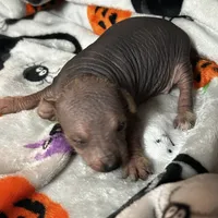 Poe Mini, a male Xoloitzcuintli for sale in Oklahoma City, OK – 1 of 8