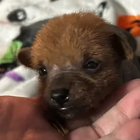 Lillith Mini, a female Xoloitzcuintli for sale in Oklahoma City, OK – 9 of 10