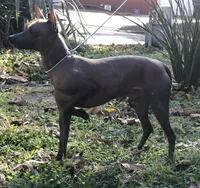Lucien Mini, a male Xoloitzcuintli for sale in Oklahoma City, OK – 9 of 9