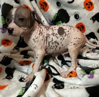 Edgar Intermediate , a male Xoloitzcuintli for sale in Oklahoma City, OK – 9 of 10