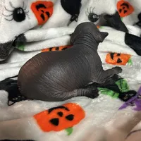 Struker Mini, a male Xoloitzcuintli for sale in Oklahoma City, OK – 5 of 10