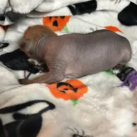 Lillith Mini, a female Xoloitzcuintli for sale in Oklahoma City, OK – 2 of 10