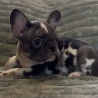 Wanna trade, a female Xoloitzcuintli for sale in Oklahoma City, OK – Photo 3 of 3