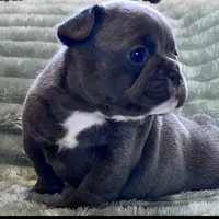 Wanna trade, a female Xoloitzcuintli for sale in Oklahoma City, OK – Photo 2 of 3