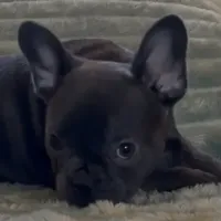 Wanna trade, a female Xoloitzcuintli for sale in Oklahoma City, OK – Photo 1 of 3