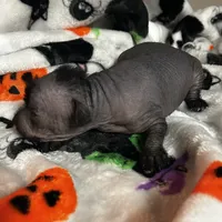 Lucien Mini, a male Xoloitzcuintli for sale in Oklahoma City, OK – 3 of 9