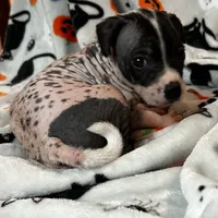 Franklin Intermediate , a male Xoloitzcuintli for sale in Oklahoma City, OK – 2 of 10