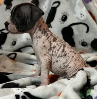Franklin Intermediate , a male Xoloitzcuintli for sale in Oklahoma City, OK – 8 of 10